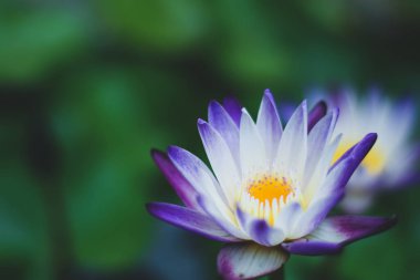 Güzel su zambağı ya da nilüfer çiçeği gölde