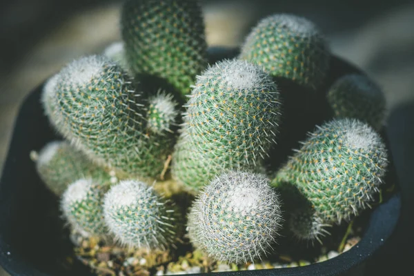 Cactus Maceta Concepto Decoración Plantas Caseras —  Fotos de Stock