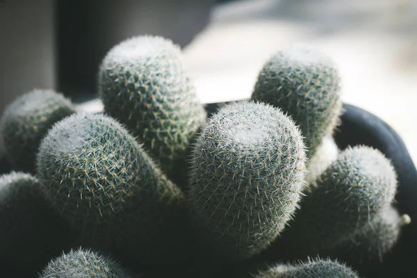 Cactus Maceta Concepto Decoración Plantas Caseras —  Fotos de Stock