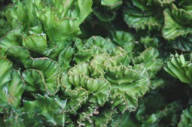 cactus succulent plant decoration. home plant concept.