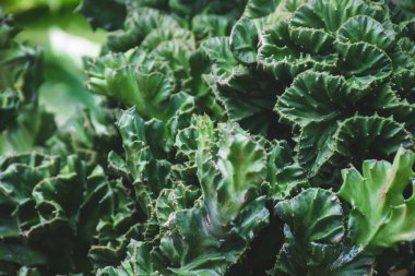 cactus succulent plant decoration. home plant concept.