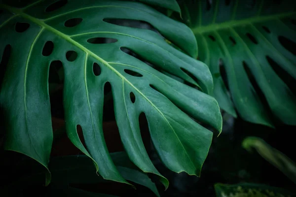 Monstera Swiss Cheese Plant Leaf Background Home Plant Concept — Zdjęcie stockowe