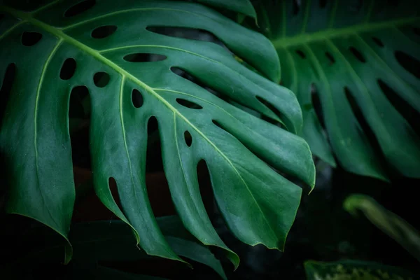 Monstera Swiss Cheese Plant Leaf Background Home Plant Concept — Foto Stock