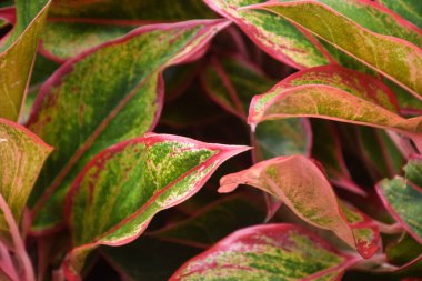 beauty plant in garden. house plant concept. 