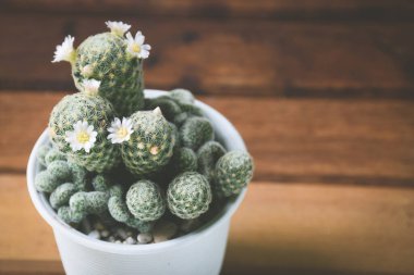 Saksıda kaktüs ve çiçek. ev bitkisi dekorasyonu kavramı.