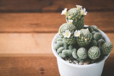 Saksıda kaktüs ve çiçek. ev bitkisi dekorasyonu kavramı.