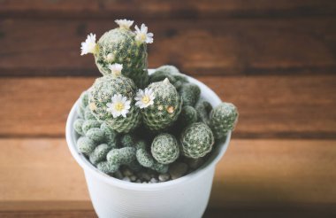 Saksıda kaktüs ve çiçek. ev bitkisi dekorasyonu kavramı.