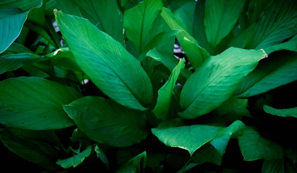 Πράσινο Φύλλο Φύση Φόντο Υφή — Φωτογραφία Αρχείου