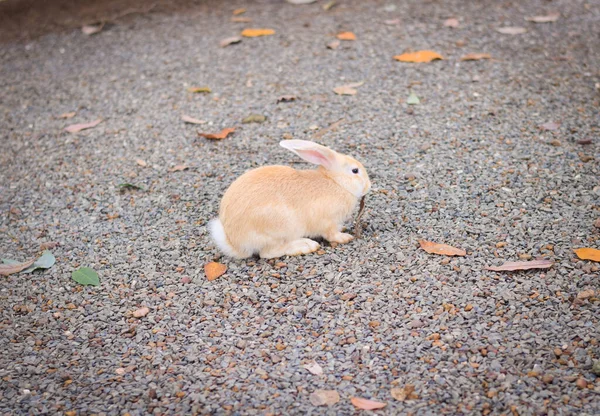 Hayvanat Bahçesindeki Sevimli Tavşan Evcil Hayvan Konsepti — Stok fotoğraf