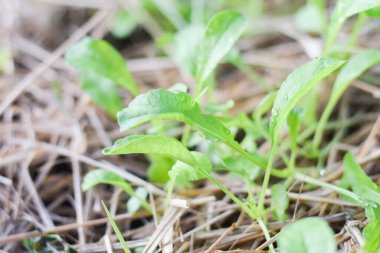 İncelenebilir organik bahçe çiftliği. araştırılabilir tarım kavramı