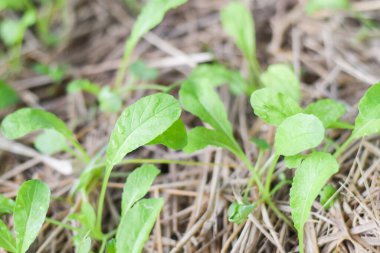 İncelenebilir organik bahçe çiftliği. araştırılabilir tarım kavramı