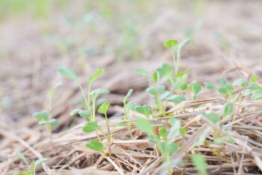 İncelenebilir organik bahçe çiftliği. araştırılabilir tarım kavramı