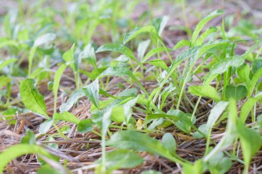 İncelenebilir organik bahçe çiftliği. araştırılabilir tarım kavramı