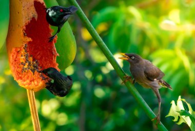 Javan Myna, Asyalı Parıltılı Starling 'e bakıp papaya meyvesi yiyor.