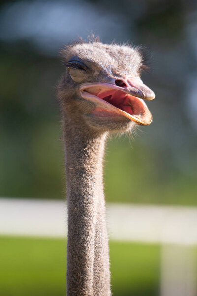 Close up shot of a beautiful ostrich head on a bright sunny day.