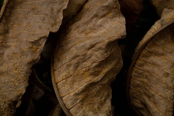 Grămadă Frunze Uscate Textura Pentru Tapet Fundal Fundal Abstract Textura — Fotografie, imagine de stoc