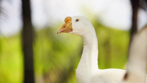 Fermez Tête Cou Oie Blanche Par Une Journée Ensoleillée Avec — Video