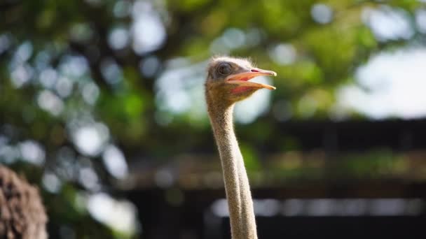 Close Shot Ostrich Head Neck Bright Sunny Day Blur Nature — Stock Video