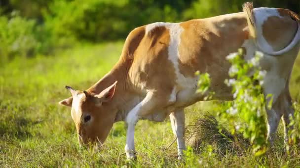 Close Tiro Uma Vaca Comendo Campo Grama Belo Dia Ensolarado — Vídeo de Stock