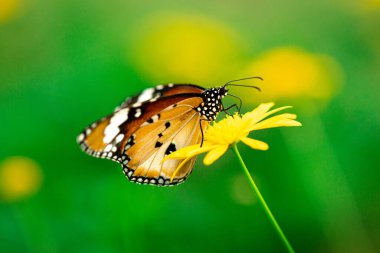 Beautiful isolated shot of a butterfly on a yellow flower for backgrounds and wallpaper. Texture background. Macro photography. Close up