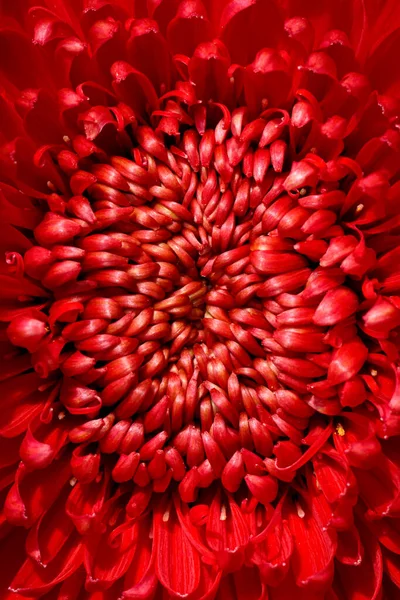 Close Bright Red Chrysanthemum Flower Backgrounds Wallpaper Texture Background Macro — Stock Fotó