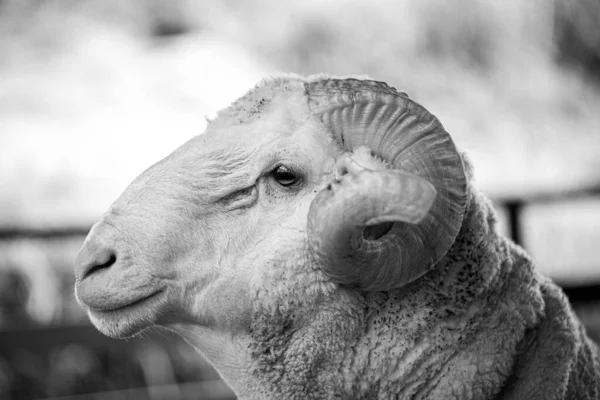 Closeup Shot Whitefaced Woodland Sheep Head Farm Malaysia Livestock — ストック写真