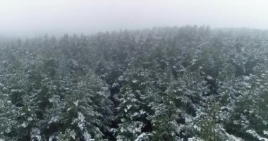 İnsansız uçak, karla kaplı bir çam ormanının üzerinde uçuyor. Kış sabahı