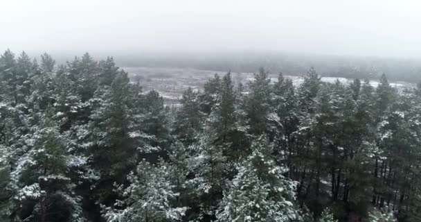 Dron Letí Nad Borovým Lesem Pokrytým Sněhem — Stock video