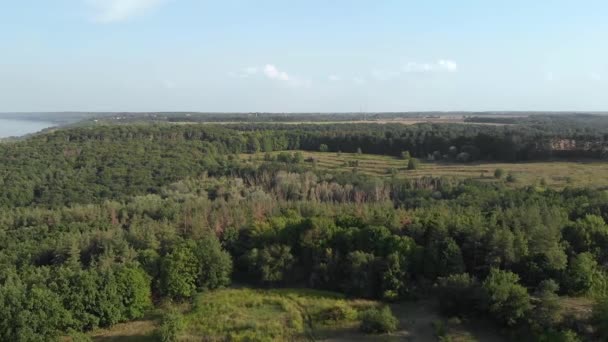 Güzel Bir Orman Manzarası — Stok video