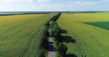 Arabaların hareket ettiği ayçiçekleriyle tarlaların arasındaki yol.