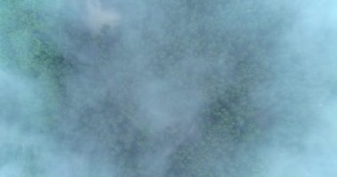 The camera flies over a forest covered in fog