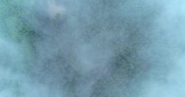 Camera Flies Forest Covered Fog — Stockvideo