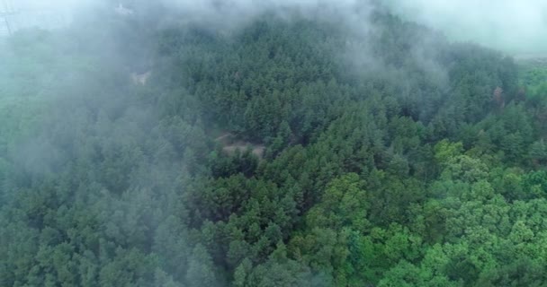 照相机在雾笼罩的森林上空飞行 — 图库视频影像