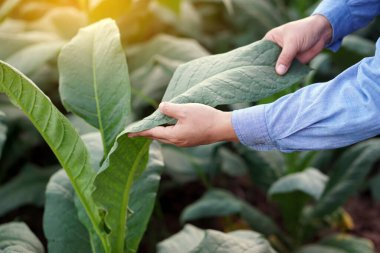 Çiftçi elleri, bitkinin kalitesini, gelişimini ve hastalığını kontrol etmek için tütün yapraklarına dokunuyor. Kavram: tarımsal mahsullerin bakımı ve kontrol kalitesi. Çiftçilerin günlük işleri. 