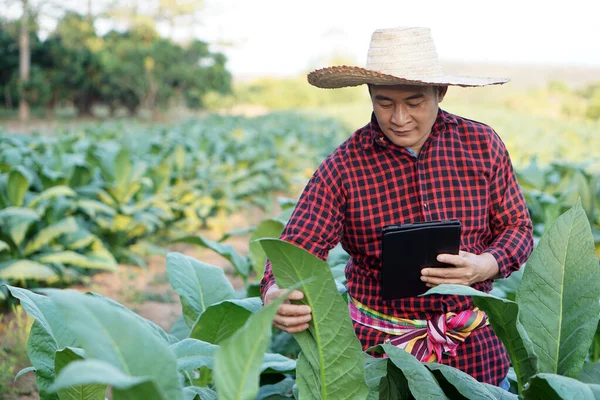 Asiatische Männliche Gärtner Inspizieren Wachstum Und Krankheit Der Pflanze Tabakgarten — Stockfoto