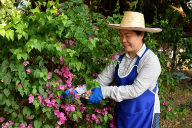 Mutlu Asyalı kadın bahçıvan çiçek çalılarını buduyor. Şapka, eldiven ve bahçe üniforması giy. Budama makasını tut. Kavram: iyi akıl sağlığı için doğa ile çalışmak. Hobi, boş zaman aktivitesi.    