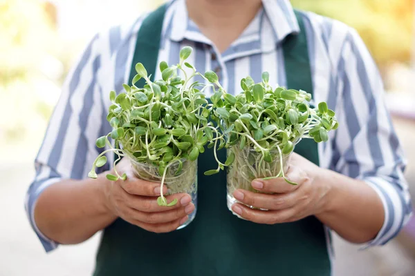 Kadının elinde plastik bardaklara tohum eken ayçiçeği filizleri var. Konsept: Evde organik sebze yetiştirmek ve işten sonra gelir sağlamak için rahatlatıcı aktivite. Sağlıklı yaşam. Tarım.
