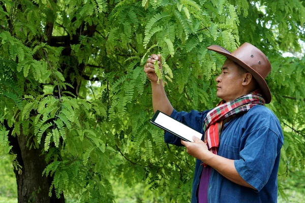 Agrarwissenschaftler Untersuchen Und Analysieren Pflanzenkrankheiten Und Das Wachstum Von Tamarindenbäumen — Stockfoto