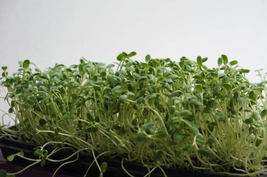 Tohumlama tepsisindeki yeşil ayçiçeği filizlerine odaklan.     