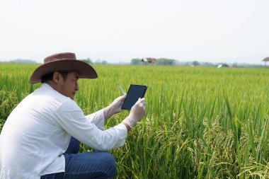 Asyalı erkek tarım araştırmacısı çeltik tarlasında büyümeyi, hastalıkları ve böcekleri incelemek ve araştırmak için pirinç bitkilerinin fotoğraflarını çekiyor. Akıllı çiftçi kavramı. Tarımda teknoloji aygıtı kullan.