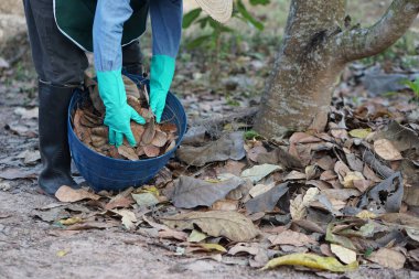 Bahçıvan gübre yapmak için kuru yaprakları sepette tutuyor. Konsept: organik çöp yönetimi. Gübre yapmak için kuru yapraklar kullanın. Çevre için yanmayı bırak. Çevre dostu etkinlik. 