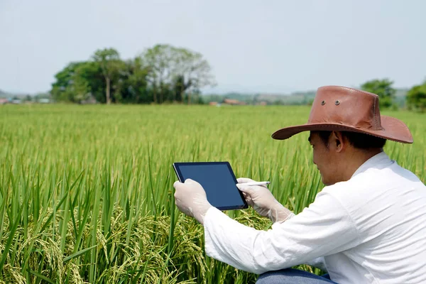 アジアの男性農業研究者は 水田での成長 昆虫について調査し 研究を行うために写真稲を撮影しています コンセプト スマート農家 農業での技術装置の使用 — ストック写真