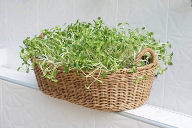 Rattan sepeti dolusu taze ayçiçeği filizleri. Konsept: Organik ev yapımı sebzeler yemek ve sağlıklı yemek menüsü için pişirilebilir veya gelir için satılabilir, Hobiler   