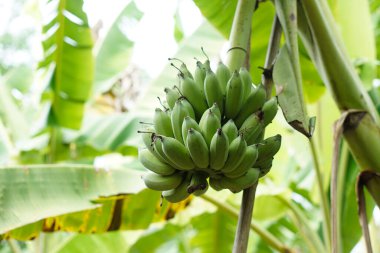 Bahçedeki muz ağacında bir sürü yeşil muz meyvesi asılı. Yaz organik meyvesi. Tayland 'da tarım ürünleri  