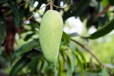Ağaçta asılı duran yeşil mango meyvelerine odaklan. Tayland 'da mevsimlik ve tarım ürünleri.    
