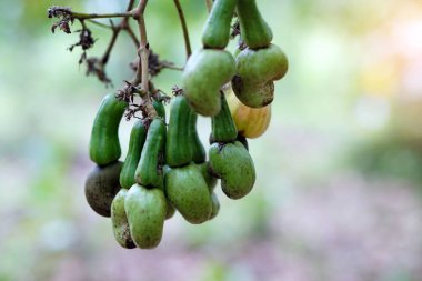 Ağacın dalında yeşil fındıklı elma meyvesi. Taze ve organik. Kavram. Tayland ve Asya ülkelerine tarım ürünleri ihraç ediyoruz. Yaz meyvesi.  