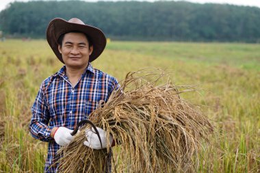Yakışıklı Asyalı çiftçi şapka takıyor, orak tutuyor ve çeltik tarlasında pirinç yetiştiriyor. Tarım işgali kavramı. Organik pirinçli mutlu çiftçi.                     