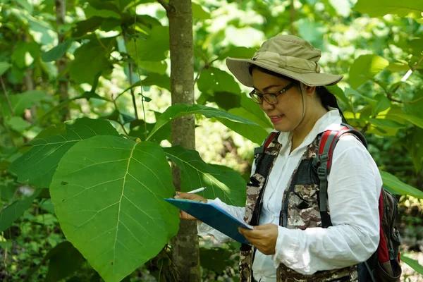 Asiatische Botanikerin Ist Wald Informationen Über Botanische Pflanzen Sammeln Feldforschung — Stockfoto