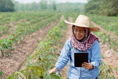 Asyalı kadın çiftçinin elinde akıllı tablet var. Büyüme, hastalıklar ve mahsul kalitesi hakkında araştırma ve inceleme yapmak için Cassava çiftliğinde. Kavram: Tarım ve teknoloji.      