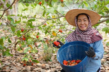 Asyalı kadın bahçıvan kaju bahçesinde çalışıyor, elinde bir sepet kaju fıstığı meyvesi var. Tayland 'da ekonomik mahsul. Yaz meyvesi. Hasat edilmeye hazır. Konsept: mutlu çiftçi. Tarım yaşam tarzı.    